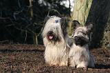 SKYE TERRIER 050